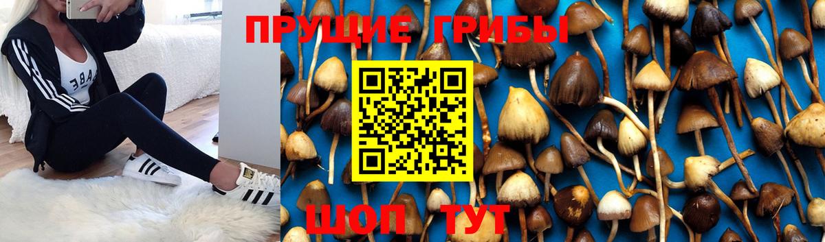 Псилоцибиновые грибы Psilocybine cubensis Новодвинск